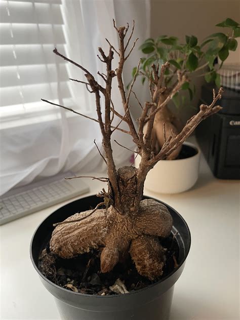 is my bonsai dead